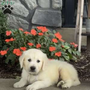 Twiggy, Golden Retriever Puppy