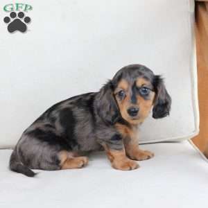 Jasper, Dachshund Puppy