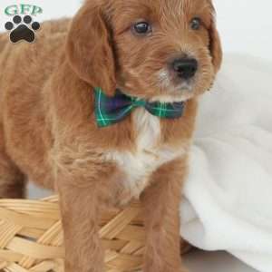 Julien, Irish Doodle Puppy