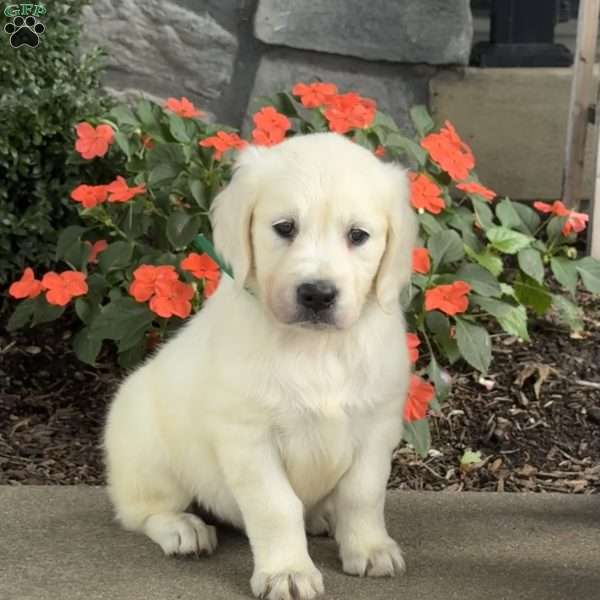 Tweety, Golden Retriever Puppy