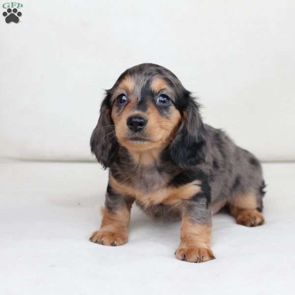 Jasper, Dachshund Puppy