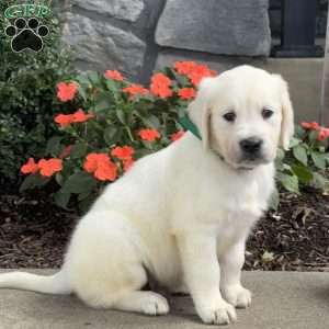 Tweety, Golden Retriever Puppy
