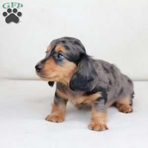 Jasper, Dachshund Puppy