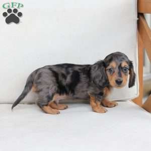 Jasper, Dachshund Puppy