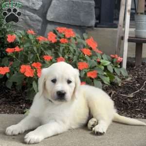 Tweety, Golden Retriever Puppy