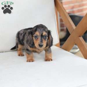 Jasper, Dachshund Puppy