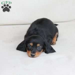 Roxy, Dachshund Puppy
