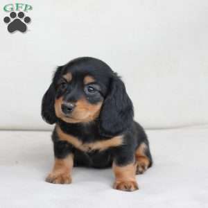 Roxy, Dachshund Puppy