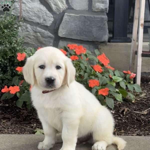 Twinkle, Golden Retriever Puppy