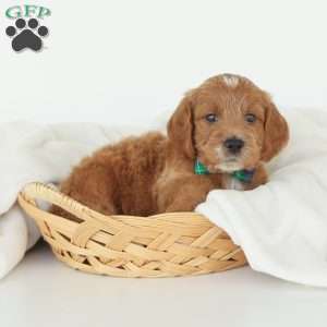 Julien, Irish Doodle Puppy