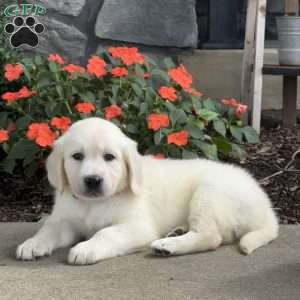 Twinkle, Golden Retriever Puppy