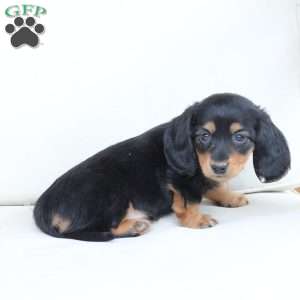 Roxy, Dachshund Puppy