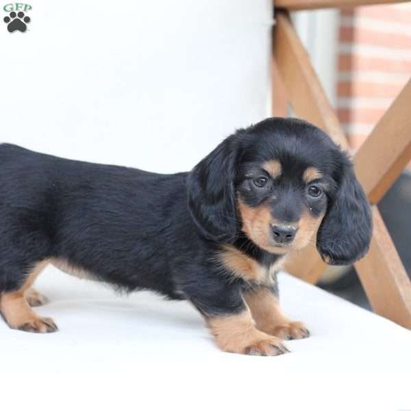 Roxy, Dachshund Puppy