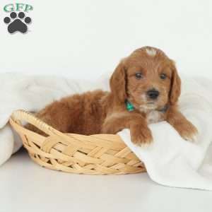 Julien, Irish Doodle Puppy