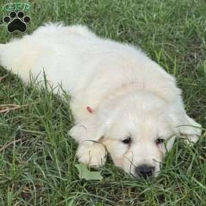 Tex, Golden Retriever Puppy