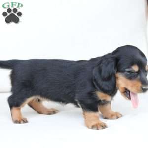 Roxy, Dachshund Puppy