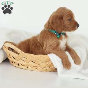 Julien, Irish Doodle Puppy