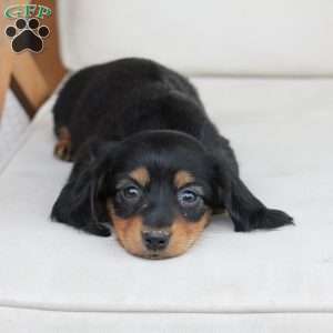 Roxy, Dachshund Puppy