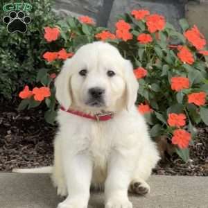 Tex, Golden Retriever Puppy