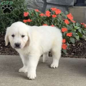 Tex, Golden Retriever Puppy