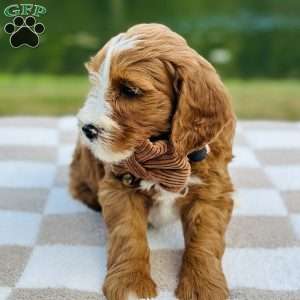 Ranger, Mini Goldendoodle Puppy