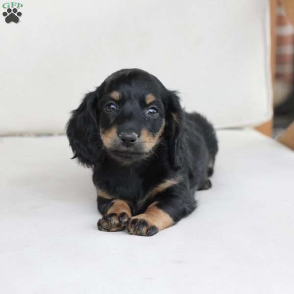 Mia, Dachshund Puppy