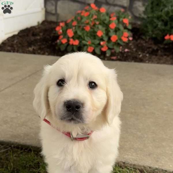 Tex, Golden Retriever Puppy