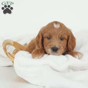 Julien, Irish Doodle Puppy