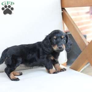 Mia, Dachshund Puppy