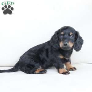 Mia, Dachshund Puppy