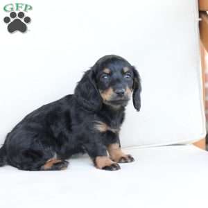 Mia, Dachshund Puppy