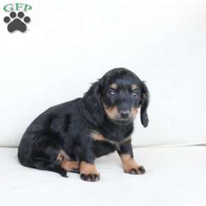Mia, Dachshund Puppy