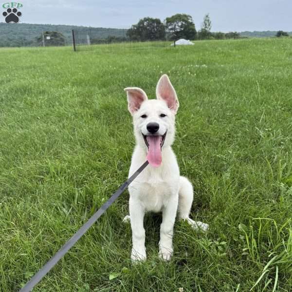 Jason, German Shepherd Puppy