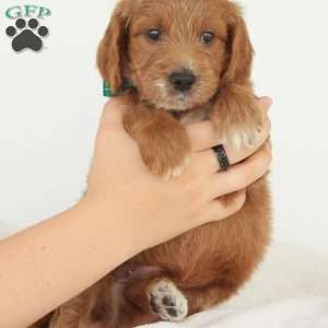 Julien, Irish Doodle Puppy