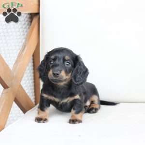 Poppy, Dachshund Puppy