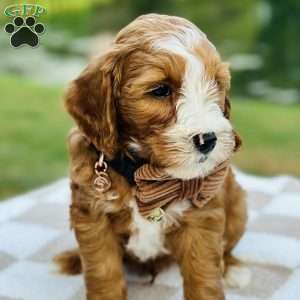Ranger, Mini Goldendoodle Puppy