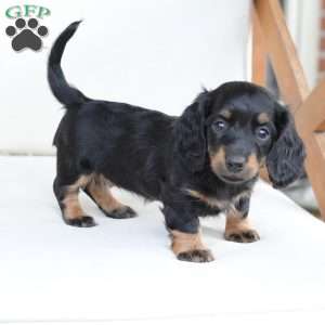 Poppy, Dachshund Puppy
