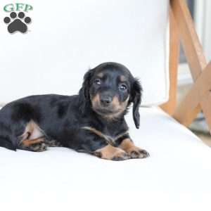 Poppy, Dachshund Puppy