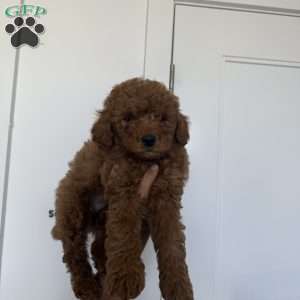 Stitch, Miniature Poodle Puppy