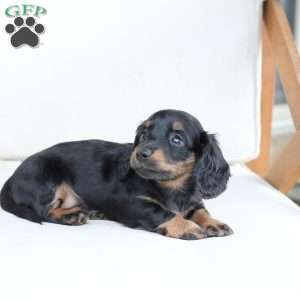 Poppy, Dachshund Puppy