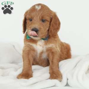 Julien, Irish Doodle Puppy