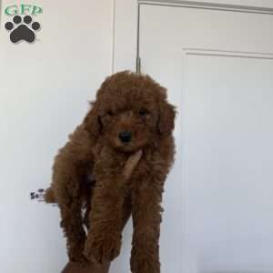 Stitch, Miniature Poodle Puppy