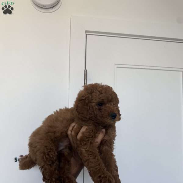 Stitch, Miniature Poodle Puppy