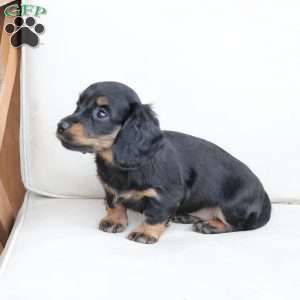 Poppy, Dachshund Puppy