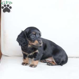 Poppy, Dachshund Puppy