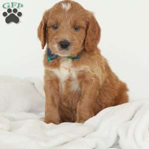 Julien, Irish Doodle Puppy