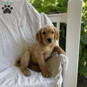 Gaddy, Golden Retriever Puppy