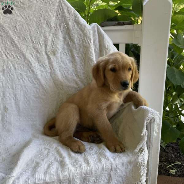 Gaddy, Golden Retriever Puppy