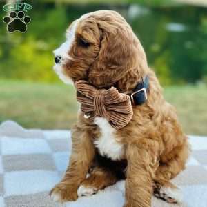 Ranger, Mini Goldendoodle Puppy