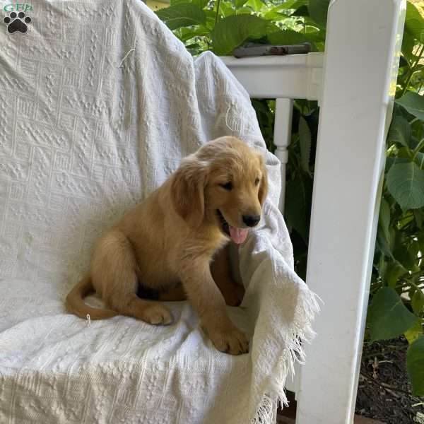 Grant, Golden Retriever Puppy